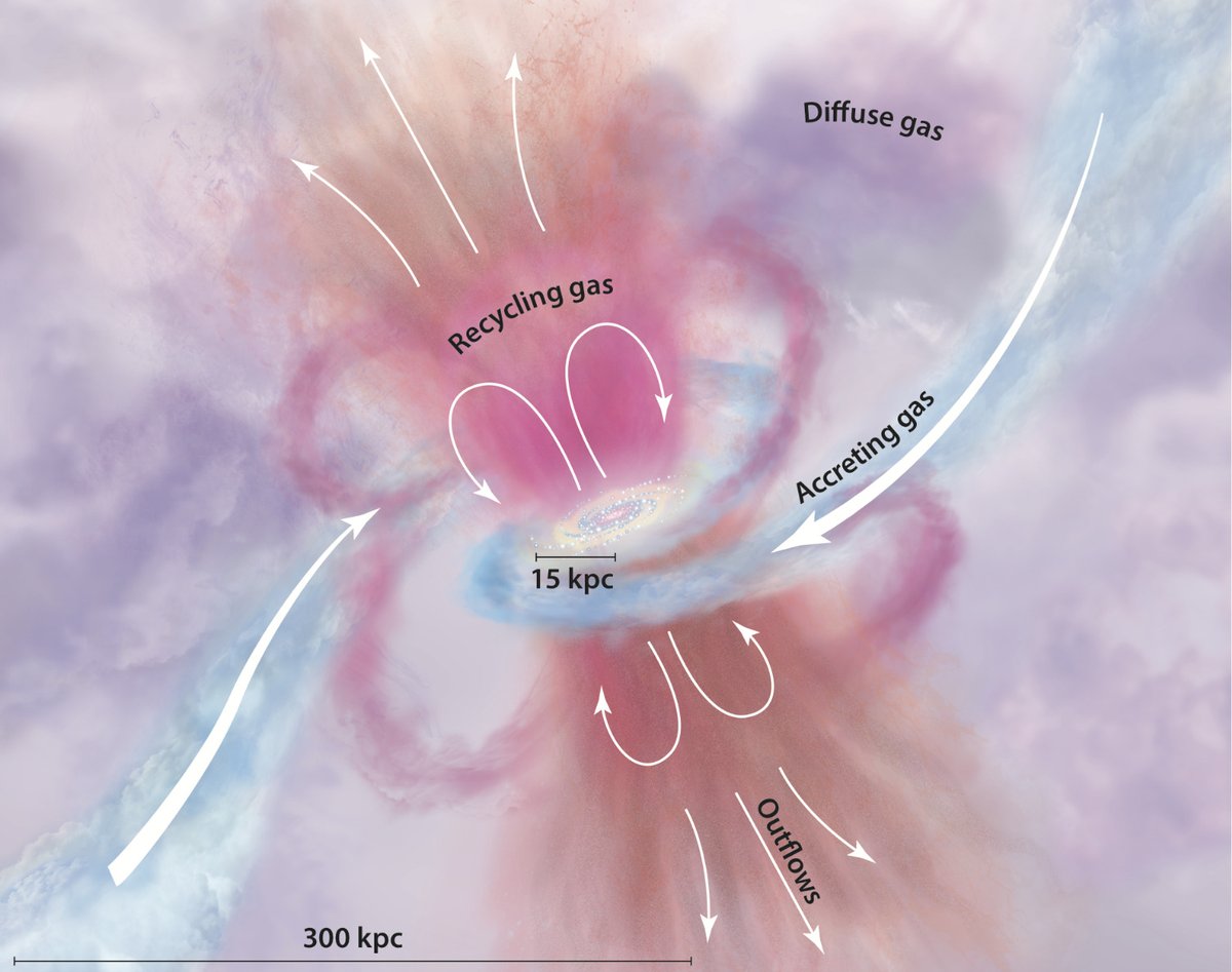 We have used the first  @eROSITA_SRG X-ray all-sky map to study the hot halo of the Milky Way, also called “circum-galactic medium” (CGM). This is a nice artist’s impression of how complicated the CGM of galaxy like our own can be (Image credit: Tumlinson et al. 2017)