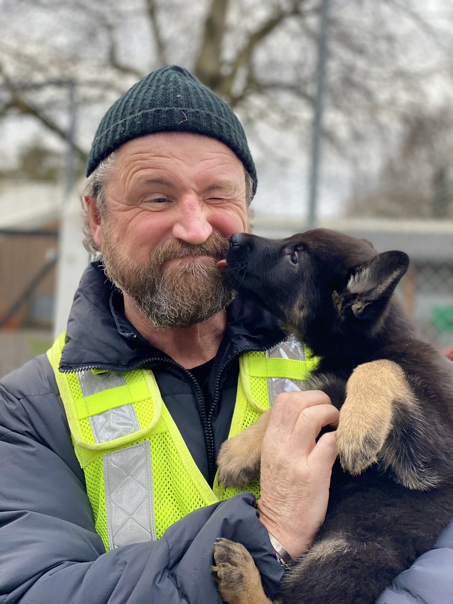 Our newest recruit meets the training boss 

Welcome TPD Willow 🐾👅

#newrecruit #puppy #k9unit #gsd @ThamesVP @TVPpuppywalker