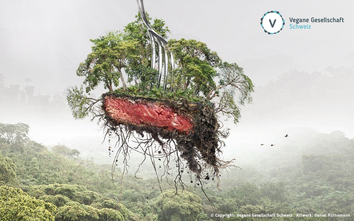 Wenn die #Entwaldung in den Tropen in diesem rasanten Tempo weitergeht, werden wir die #Klimakrise nicht abwenden können. Wir brauchen ein starkes Gesetz gegen Entwaldung! Bereits 1,2 Mio. Unterschriften für #Together4Forests - jetzt unterschreiben: ➡️ duh.de/projekte/toget…