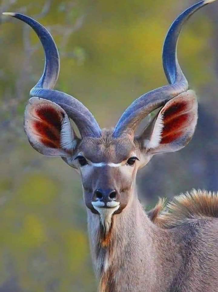 ATOMEE__'s tweet photo. La majestueux grand koudou.

Cette antilope vit essentiellement dans les régions montagneuses africaine. https://t.co/aI9bl2dH6F