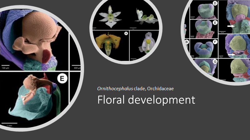 BotJLinnSoc's tweet photo. Floral development of the #Ornithocephalus clade (#Oncidiinae, #Orchidaceae): the origin of the tabula infrastigmatica, gynostemium appendices and labellar callus
Royer et al. #Orchids #Flowers #Development #FloralDevelopment https://t.co/KlV7hDs5rr https://t.co/lkoxXAe3Br