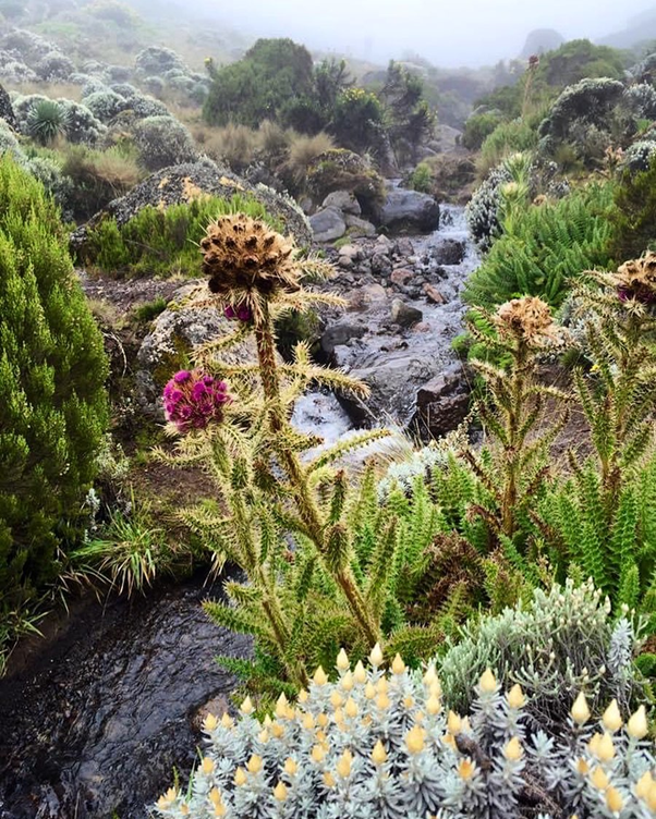 KileleClimb's tweet photo. Beautiful flower with Beautiful nature in Mount Kilimanjaro
Did You know this name of Flower ?
Comment below!!
#kilimanjaro #nature #flower #coveredtree #machameroute #nature #mountkilimanjaro #adventure #mountains #mountain #trekking https://t.co/3dqNjgZzv1