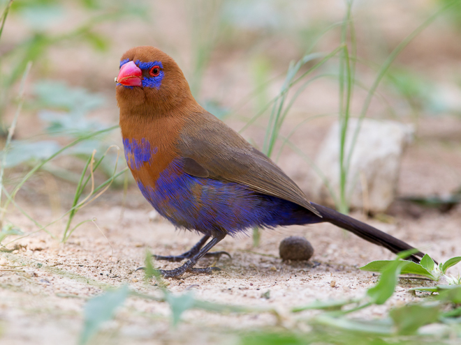 Africabirdclub's tweet photo. An UPDATE to the FREE birding App BIRDS of AFRICA is available to download from both the Google Play Store and Apple iStore.
Ethiopia LITE is available for download, first from the horn of Africa!
#AfricanBirdClub #ABCapp
To donate, click https://t.co/Gny1zHR2uG. https://t.co/KTfXlzBTrM