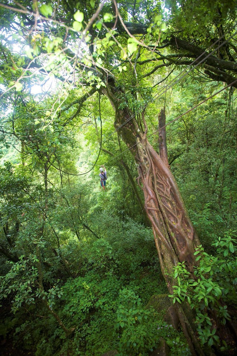 "He that plants trees loves others beside himself." ~ Thomas Fuller
 
Wishing those celebrating Christmas, a joyous day tomorrow. If you need last-minute present inspo, a tree makes for a great gift. Give one they can plant in their garden or one of our 'Tree People' seedlings.