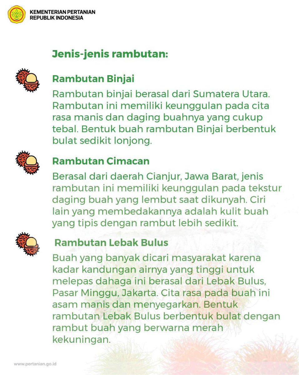 kementan's tweet photo. SobaTani, saat ini kita sudah memasuki musim buah rambutan. Ternyata jenis rambutan lokal Indonesia banyak sekali, ya.

#PertanianIndonesiaMaju
#PanganUntukNegeri https://t.co/67lKRnv3PC