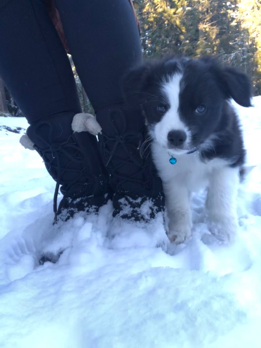 For your Christmas Eve Sage a Day, nothing fancy, just a puppy in his first snow  Day 15: Sage v. Snow (and winter boots pt. 2, does he look bigger to anyone else??)