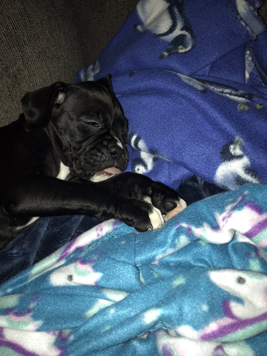 klarthur_'s tweet photo. My newest little love, Brinley Coal 💜 https://t.co/Ed0WraQmle