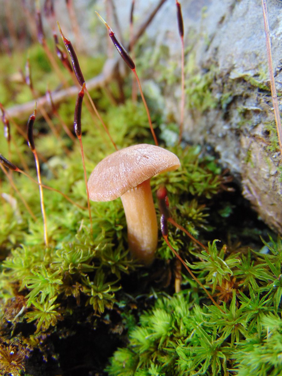 The 35th rule of the Mushroom Cult is to go in the woods and take pictures of mushrooms.