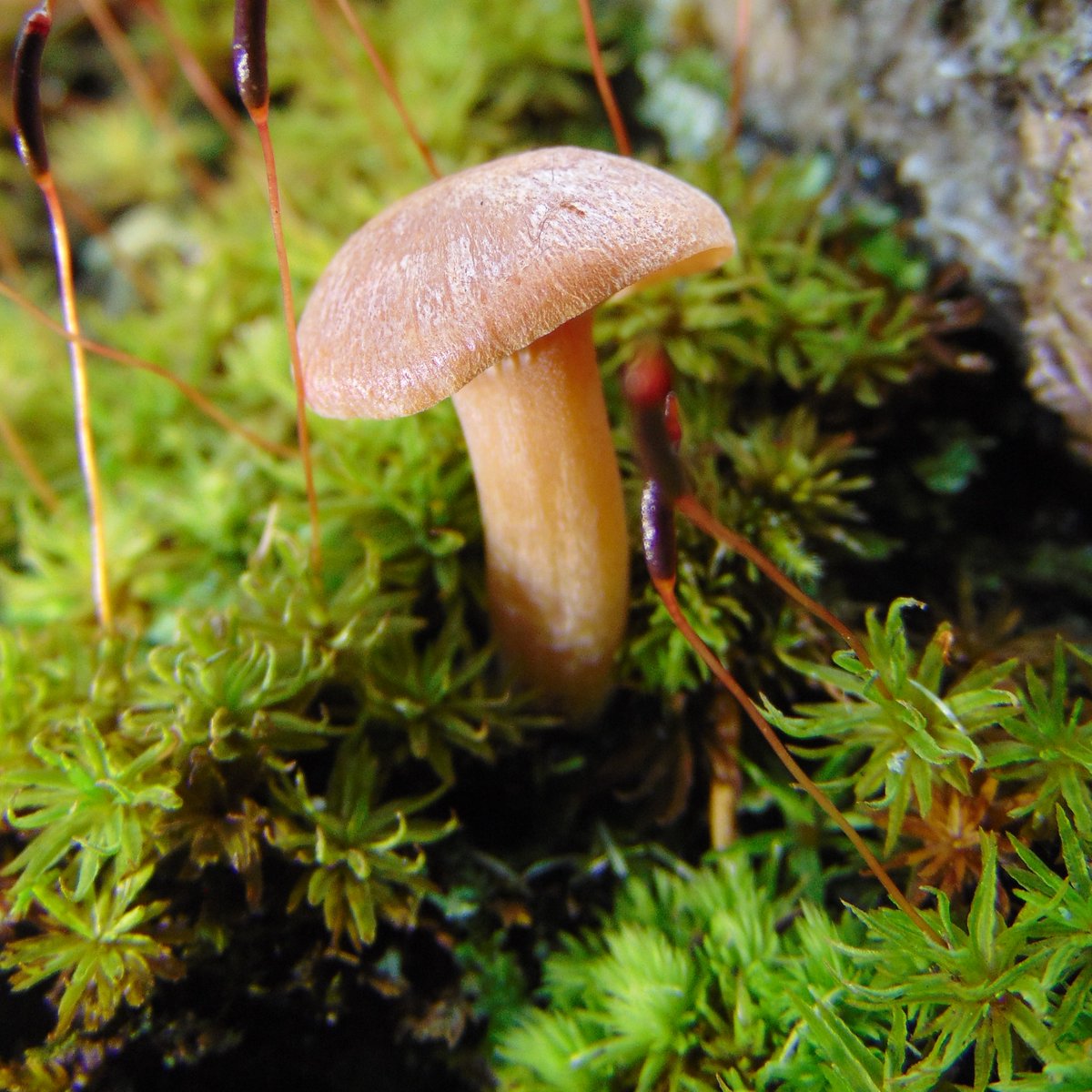 The 35th rule of the Mushroom Cult is to go in the woods and take pictures of mushrooms.