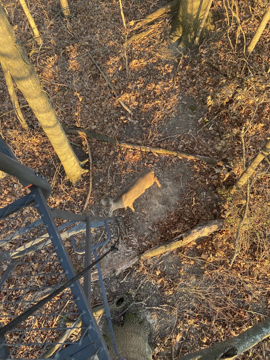 lardog1940's tweet photo. Button buck chewed on my line to lift my bow https://t.co/KIat9I5cM0