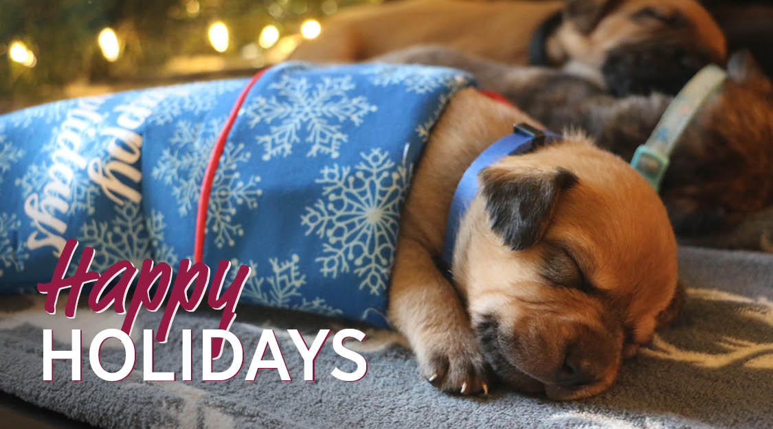 RedRoverOrg's tweet photo. Happy (Snuggly) Holidays! While the holidays may look different this year, one thing hasn’t changed: Your devotion to animals has given so much to pets &amp; people in need. On behalf of those whose lives are forever changed because of you, thank you. Wishing you a bright 2021. ❤️🐾 https://t.co/Djg3zHj72U