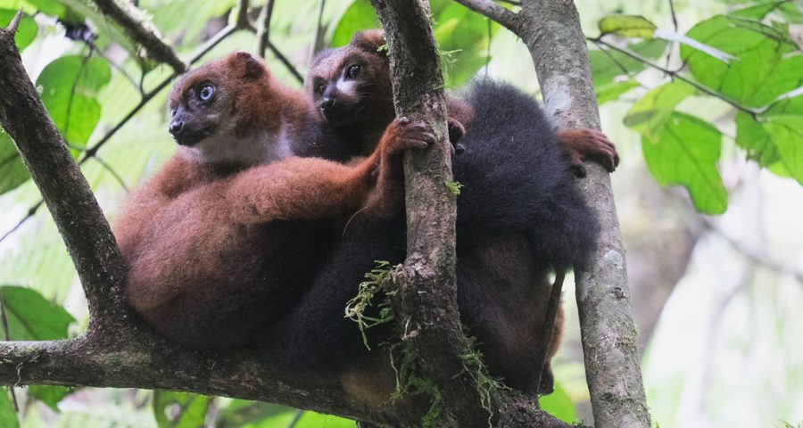 Hugs make you feel better - and your immune system stronger! @Oxford_Zoology #GutBacteria
#RedBelliedLemurs #Stress
#ImmuneSystem 

lohdownonscience.com/cuddle-buddies…