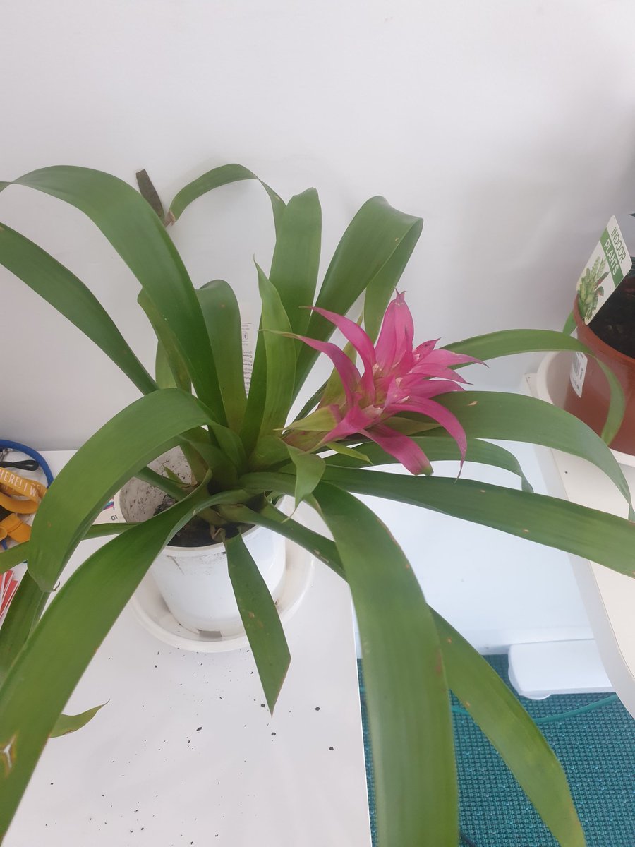 SeanHenschke's tweet photo. My office plants🍃🌈 https://t.co/lakLJbEHog