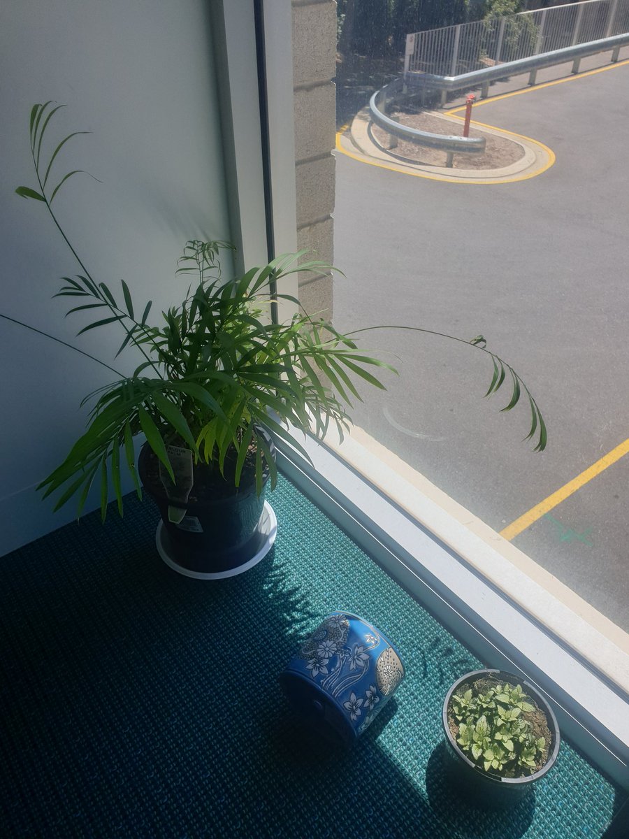 SeanHenschke's tweet photo. My office plants🍃🌈 https://t.co/lakLJbEHog