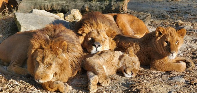 サファリパーク飼育のtwitterイラスト検索結果