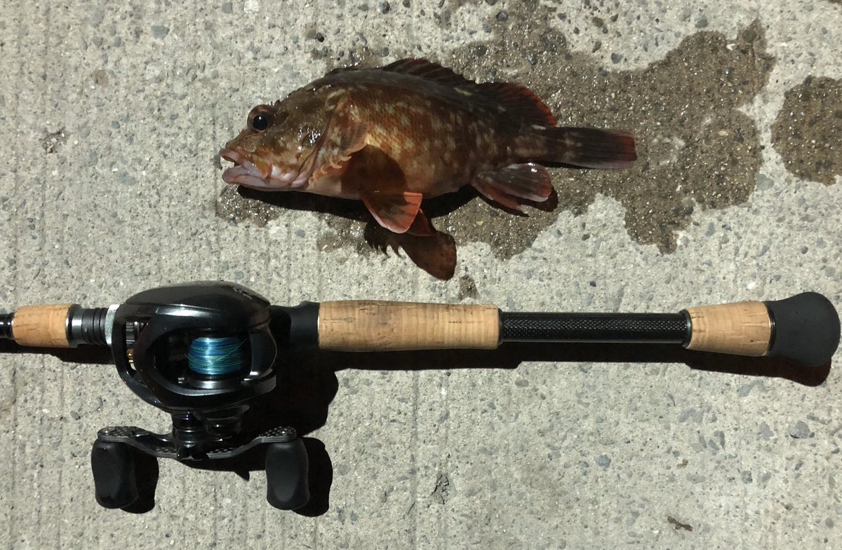 ゲームフィッシュ野郎 Ktn Twitter