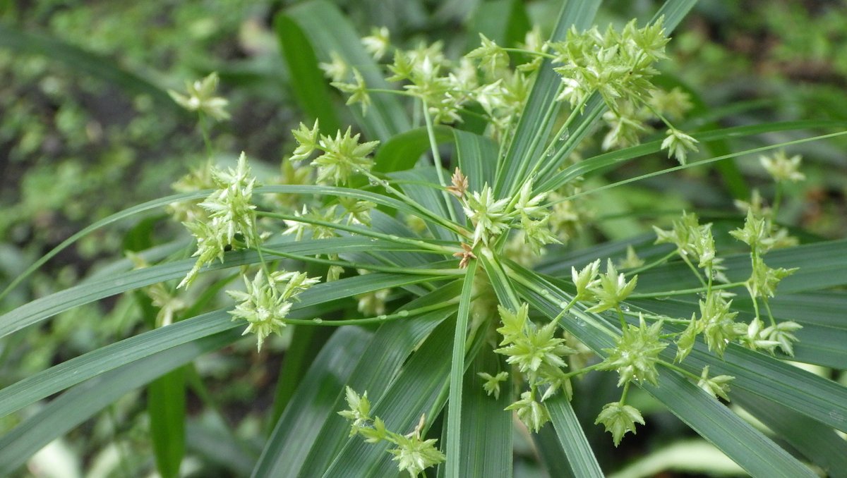 新潟県立植物園 パピルス カヤツリグサ科 に花がついています 古代エジプトで作られた最古の紙の原料として有名ですね 社会の時間に パピルス紙 を習ったことを思い出します 放射線状に広がっている様子が太陽の光線に似ていることなどから