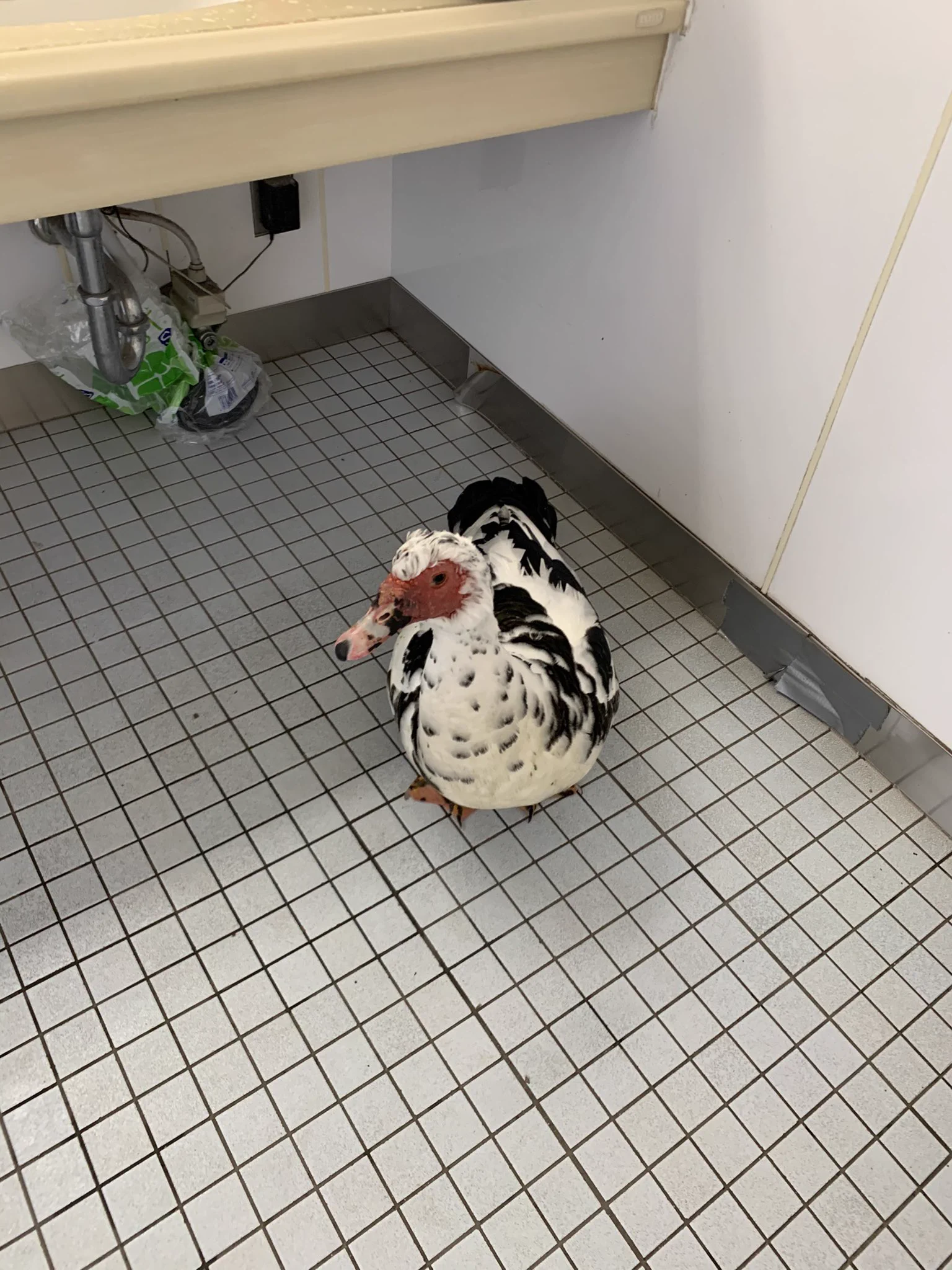心臓止まるかと思った？スーパーのトイレでまさかのバリケンに遭遇ｗｗ