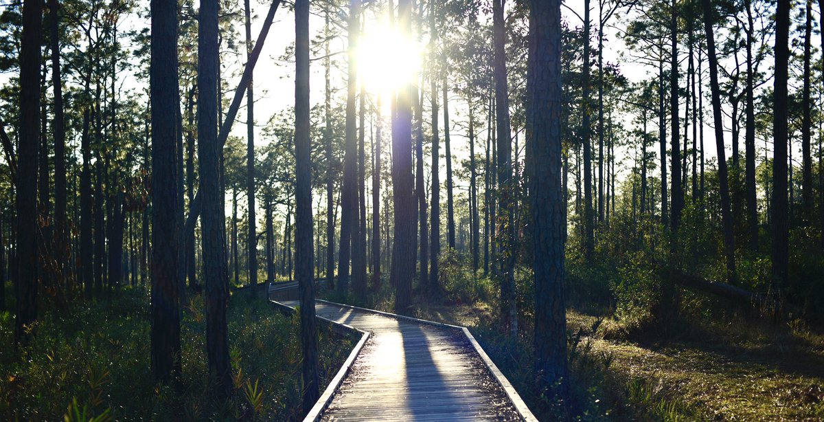 MB_PassionPhoto's tweet photo. Was excited to go yesterday to Tarkiln Bayou after @Lifesab5138 recommended I go for pictures! This place is so #beautiful and was great for getting some #photos in before Christmas! Also I got in a good #walk too for some exercise on the #trail. #photography #pensacola #nature https://t.co/LP41OUa7zp