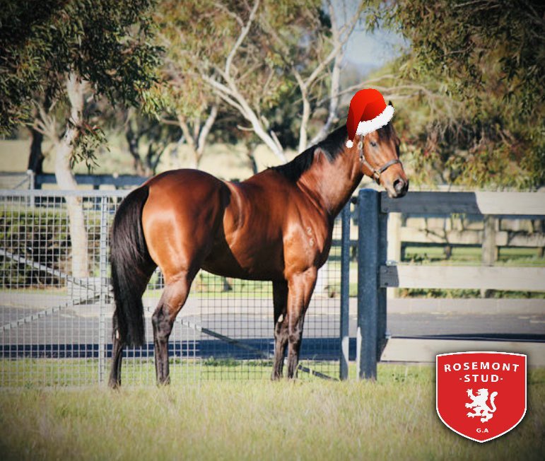 RosemontStud's tweet photo. Wishing all our clients and friends a SAFE &amp; VERY MERRY CHRISTMAS! 
A huge thanks to all your incredible support in the most challenging of years. 
Looking forward to seeing you all in 2021! 
#RosemontStud #BreedingBrilliance https://t.co/YiV3jz3YgD