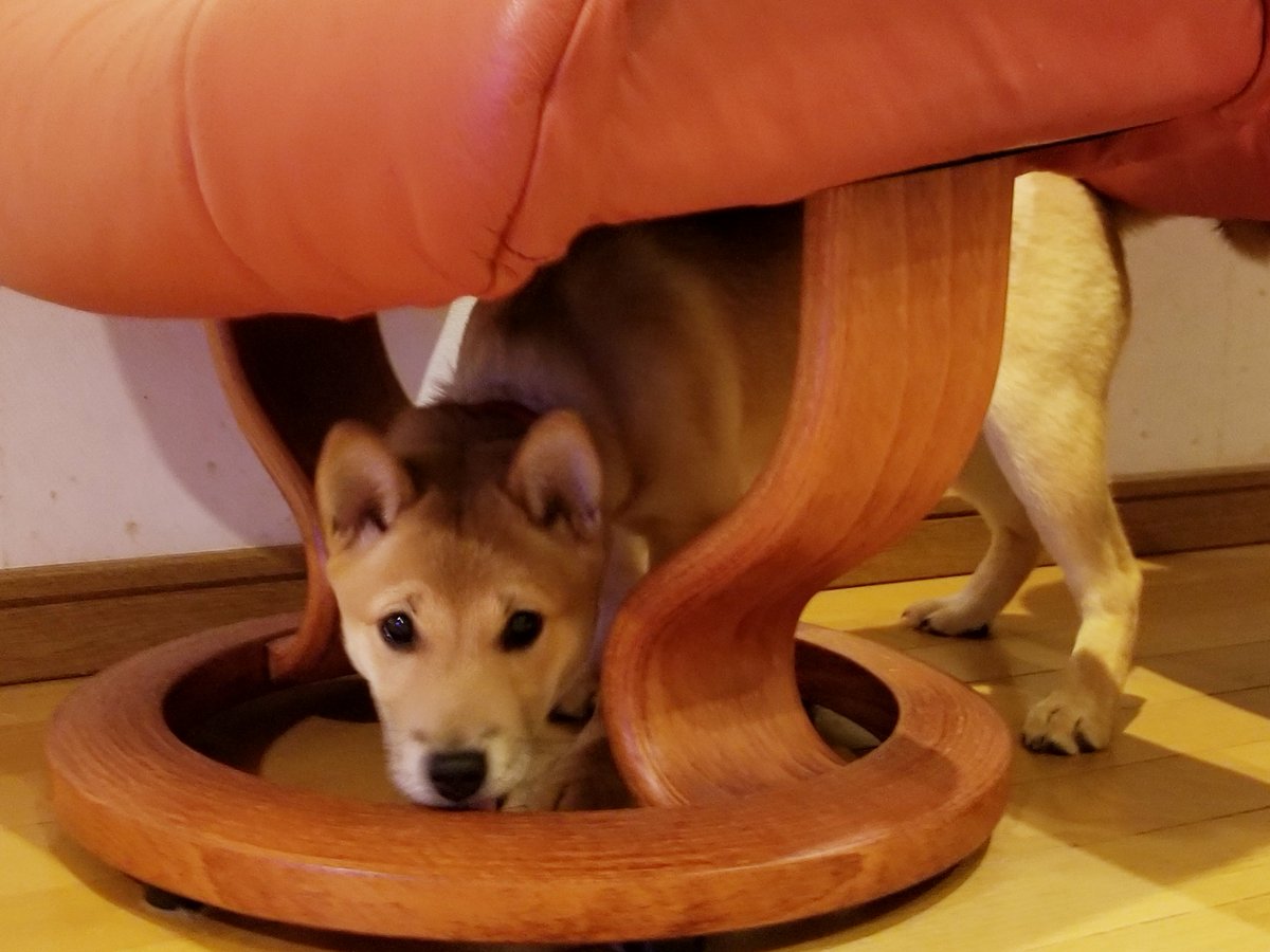 尻尾のない犬 大ちゃんには15年は早いよ 笑 尻尾のない犬 大ちゃんには15年は早いよ 笑
