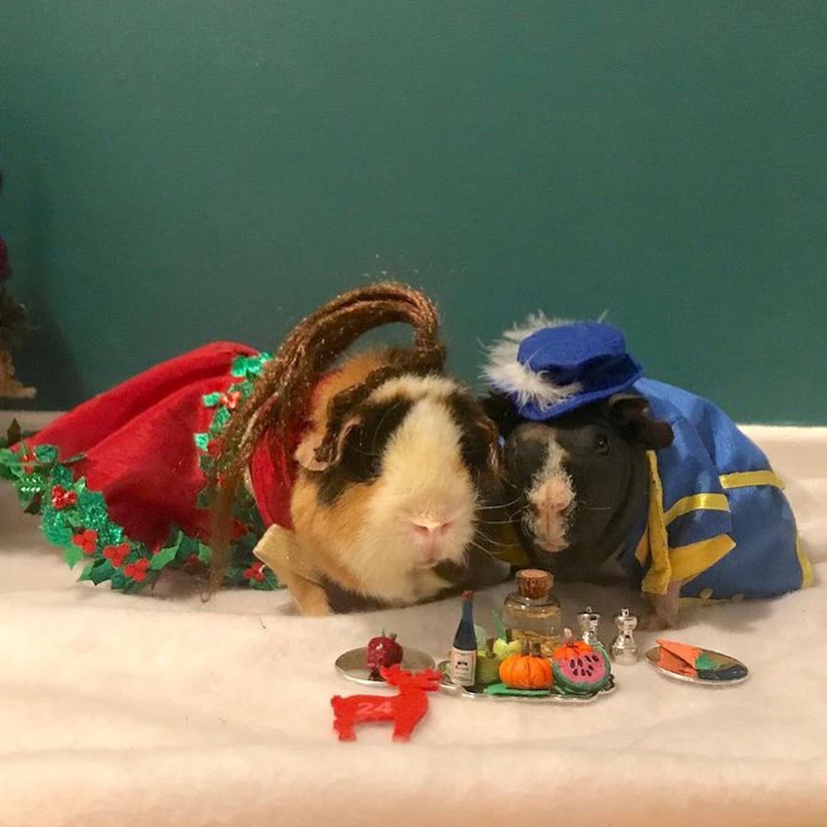SwaggyZippy's tweet photo. Jour 24 !!! Swaggy et Zippo fête le réveillon en amoureux en attendant le père Noël 🎅🏼 !! Joyeux noël à tous #reveillon #noel #noel2020 #soiree #sapin #sapindenoël #repasdenoel  #amoureux #joyeuxnoel #MerryChristmas #xmas #fete #party #santaclaus #christmastree #guineapig https://t.co/ibV38ZSlMA
