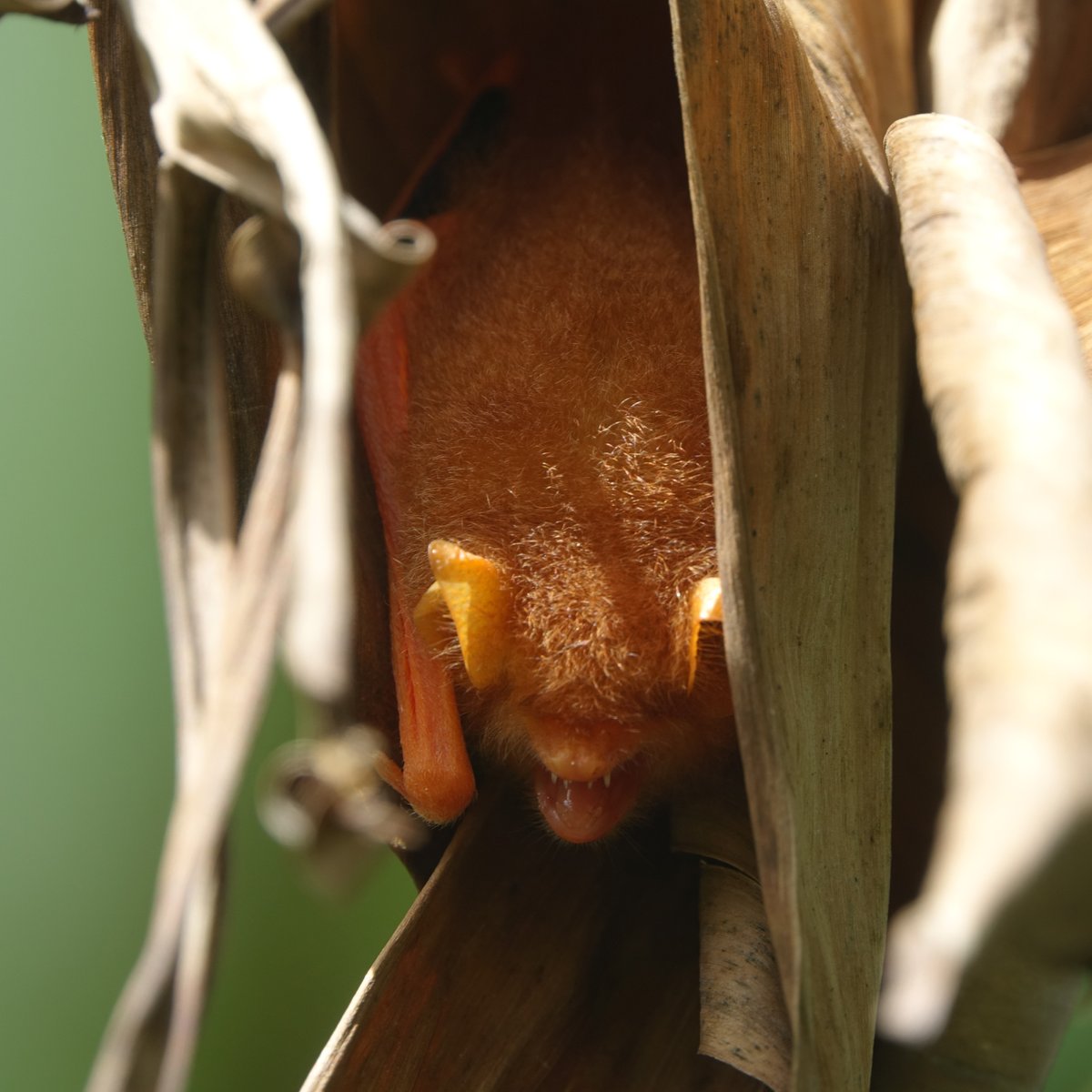 AdrianHillman's tweet photo. One of the two painted bats I accidentally disturbed from a banana leaf last year – in flight a stunning combination of orange and black
#bat #paintedbat #gardenwildlife #Thaigarden #Thaiwildlife #TwitterNatureCommunity #Thailand https://t.co/JeDnUdudZS