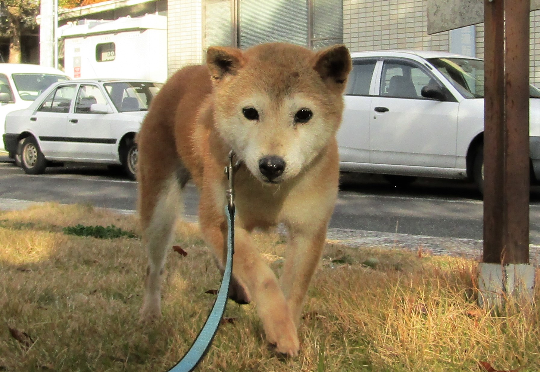 Japanesemichael Jackson 滋賀県動物保護管理協会 譲渡犬 大変大人しい老犬の柴犬の 女の子 性別 女 年齢 約11歳 犬種 柴犬 体重 9 6 性格 ゆっくり散歩歩行 里親急募 滋賀県 犬 保健所 柴犬 日本犬 柴犬好き 犬好き T