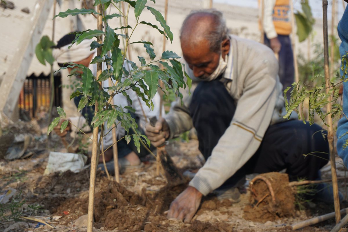 saytrees_ind's tweet photo. India's First Miyawaki Forest of 1000 Saplings on a Landfill site to  enhance phytoremediation, process that uses various plants to remove,transfer, stabilize and/or destroy contaminants in the soil &amp; groundwater
Supported by @bakerhughesco &amp; @EDMCDELHI 
Ghazipur landfill,Delhi https://t.co/KY68Q8df7t