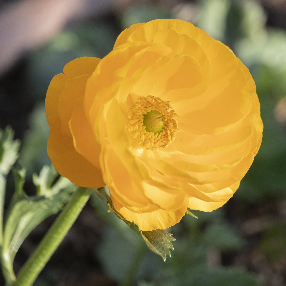 wildfloweryard's tweet photo. First ranunculus of the season in three perspectives. You can grow from corms or some locally owned nurseries sell in 6-packs for a quick start. They bloom for months with deadheading and come in so many fabulous color variations. 💛 https://t.co/Cf5si1Edi5