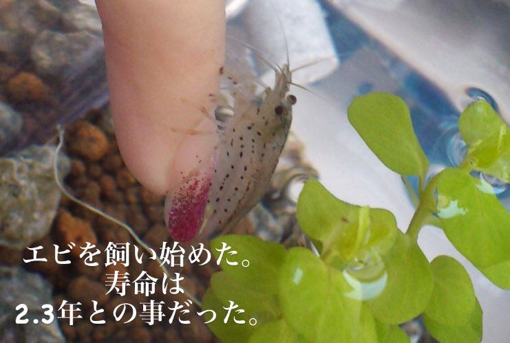 えびちゃん ヤマトヌマエビ愛好家 ヤマトヌマエビを飼い始めた ヤマトヌマエビ T Co Beu95nb1m3 Twitter えびちゃん ヤマトヌマエビ愛好家 ヤマトヌマエビを飼い始めた ヤマトヌマエビ T Co Beu95nb1m3 Twitter