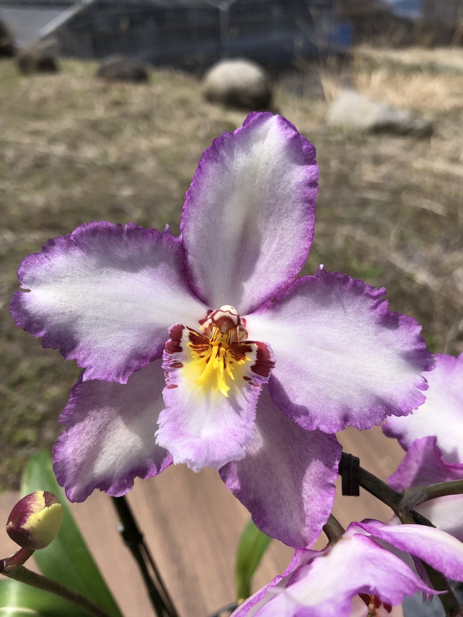 株式会社向山蘭園 Onc Enzan Starlit Frozon Apple Is In Bloom 花の咲き始めは白色 開花が進むと薄紫の覆輪が入る 花色の変化も楽しめる 彗星蘭 フローズンアップル 花色のコントラストが美しい Orchids Oncidium Flower Odontoglossum