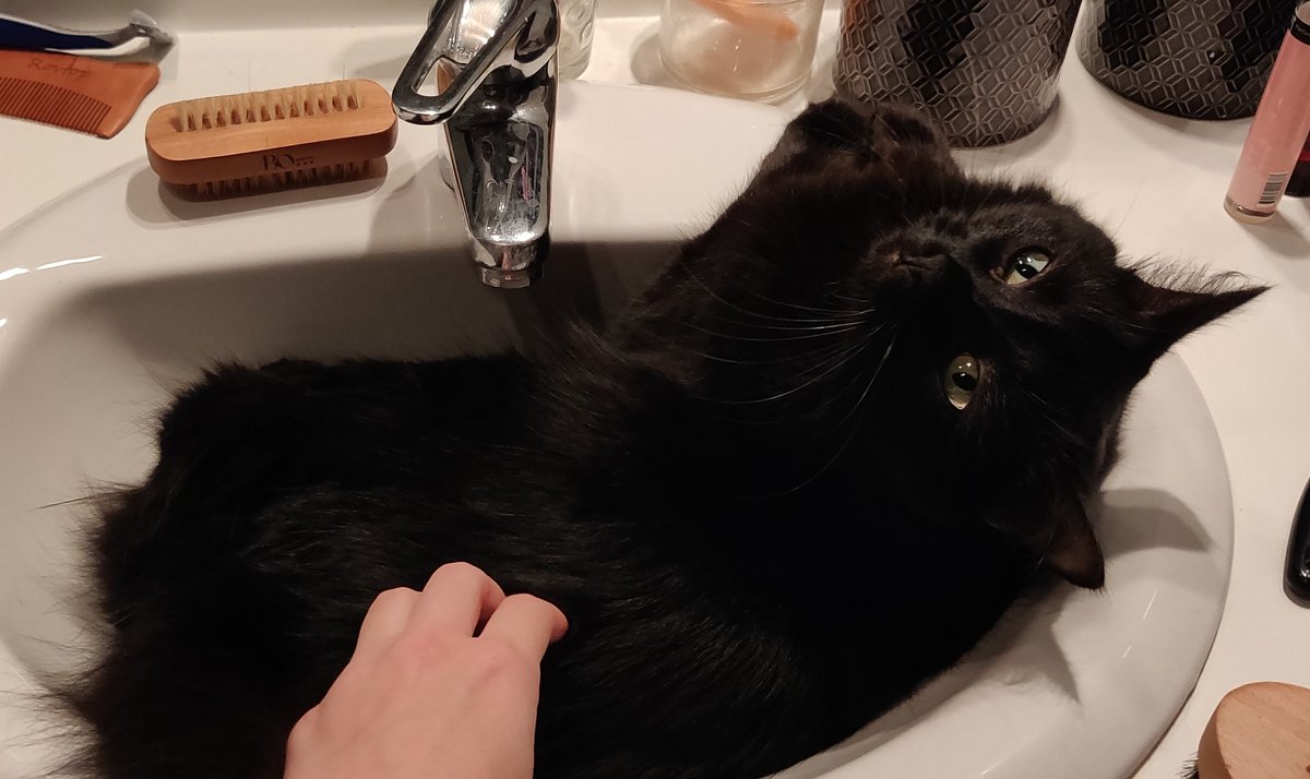 Calrhae's tweet image. DIY examen ophtalmologique : pour chercher les images de Purkinje dans les yeux de votre chat, rien de plus simple que de le mettre dans votre lavabo et d'observer ses yeux, lumière allumée ! 
Solution 1 : Kuma a un cristallin sain
Solution 2 : C'est juste un regard d'amour ?