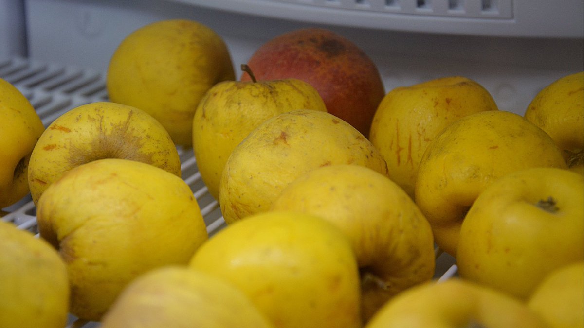 🚨 Alerte #antigaspi, plus qu'un jour avant qu'on ne vide le frigo du <a href="/Jeunes_Angers/">Infos Jeunes Angers</a> !
📅 22/12 ⏰ 14-18h
📅 23/12 ⏰ 10h-12h30 / 14h-16h 
Viens vite sauver les produits pour compléter tes recettes de vacances 😋🎄🎉

⚠️ Réservé aux 15-30 ans
#jeunesangers #gratuit