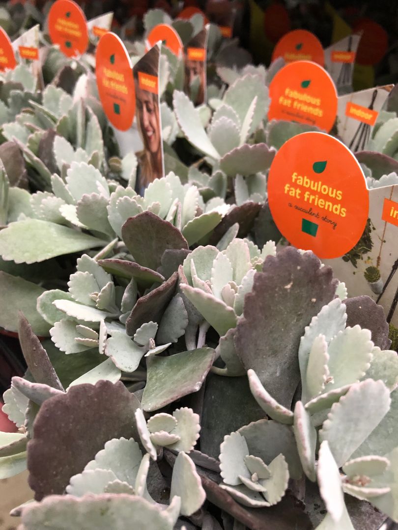 Oh yes you plant!

#kalanchoe #kalanchoepumilla #fabulousfatfriends #indoorsucculents #asucculentstory #fatplantsforgoodfriends #succulents #vetplant #succulent #sukkulentenliebe #fatplants #juicyplants #crassulaceae