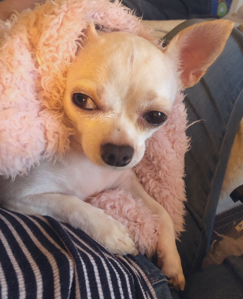 LittleMissMarg1's tweet photo. Look at my face. This is my ‘2020 has finally finished me’ face. I’m not moving unless Santa Paws 🎅🏻🐶comes. I have reached my ‘let’s be brave &amp; carry on’ limit. There is only so much one can take! #dogsoftwitter #chisquad #dogdiva https://t.co/gLMoP1gDbx