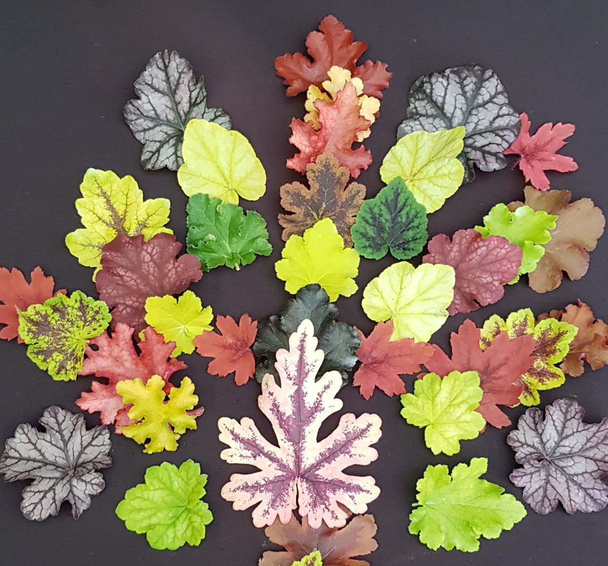 plantagogo's tweet photo. Take a Plantagogo pause and smile ....
Enjoy we hope you have a good day 🌸
Hope these picture bring you a smile 🙂😊🙃😊 
#heuchera #heucherella and #tiarella 
#plantagogopause #hookedonheucheras https://t.co/3i6koB8TuM