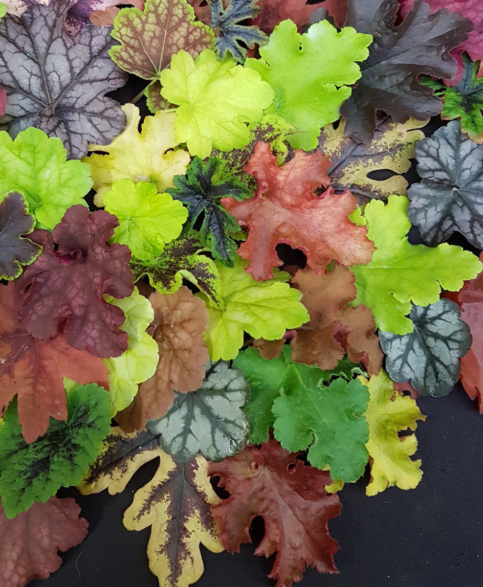 plantagogo's tweet photo. Take a Plantagogo pause and smile ....
Enjoy we hope you have a good day 🌸
Hope these picture bring you a smile 🙂😊🙃😊 
#heuchera #heucherella and #tiarella 
#plantagogopause #hookedonheucheras https://t.co/3i6koB8TuM