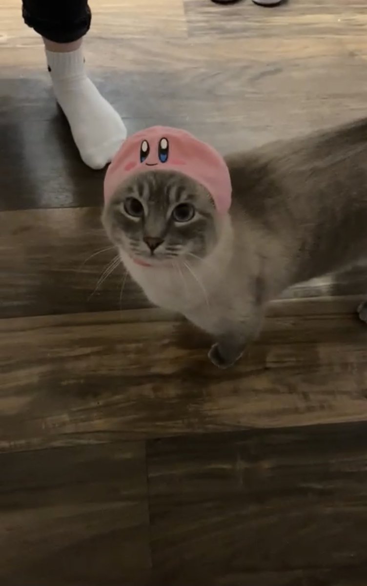 Alycia_Matthews's tweet photo. cat kirby hat! cat kirby hat! https://t.co/XSZltaRqAV