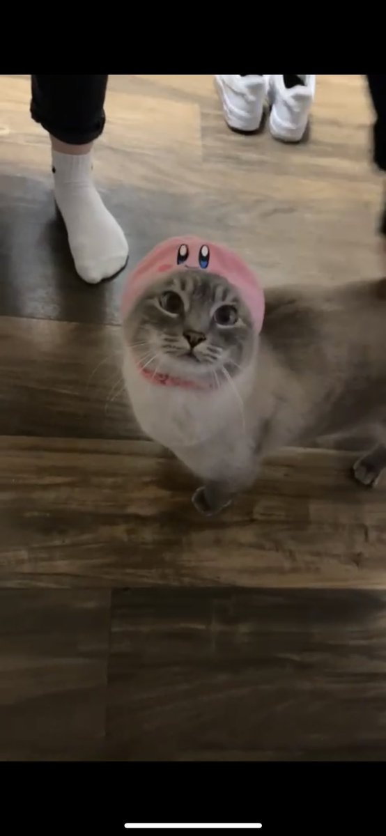 Alycia_Matthews's tweet photo. cat kirby hat! cat kirby hat! https://t.co/XSZltaRqAV