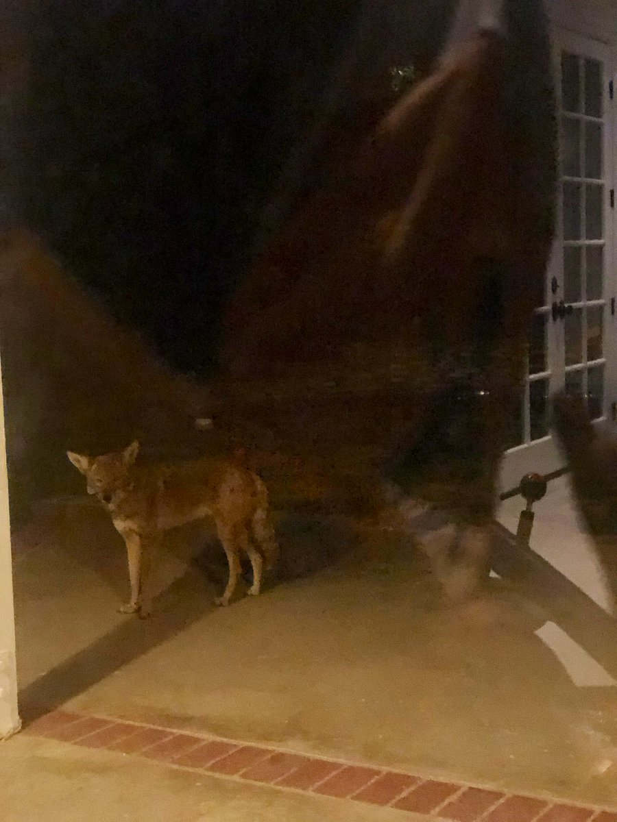 Why is this in my yard . I jus wanna walk my dog 😩 California always on jumanji