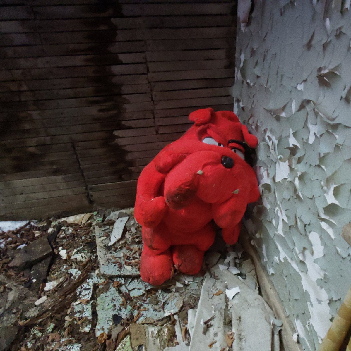 This tough dude was squatting in the back corner room on the second floor of one of the houses, enjoying the views of open sky at night.
