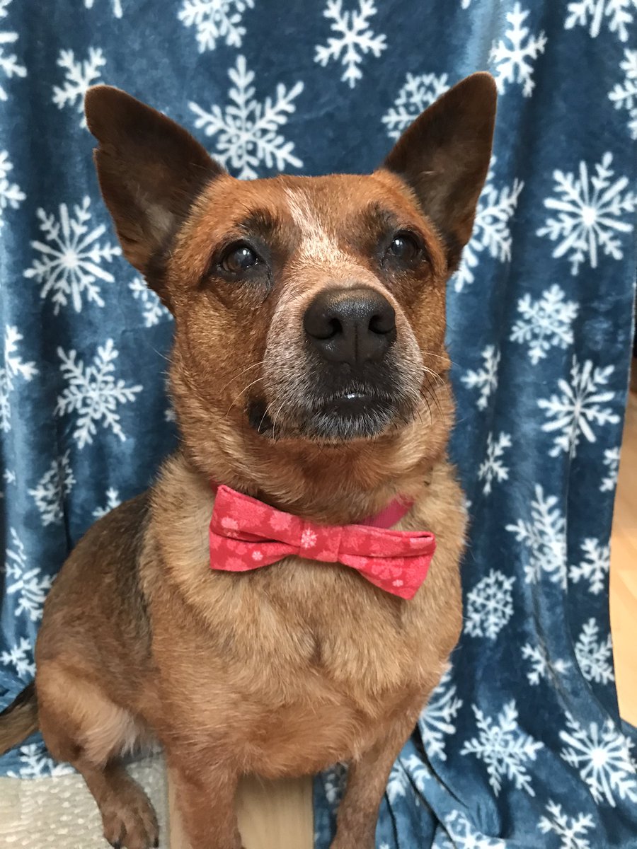 HeartMarieRose's tweet photo. @dog_rates @bestfriends @Trupanion https://t.co/maGNh1tqCW