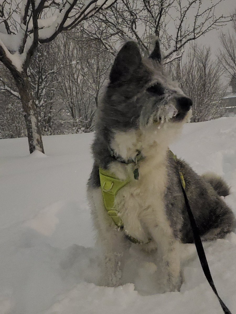 Les_Cor's tweet photo. My boy loves the snow. #yycsnowpups #lovesthesnow #MurrayBear #yycsnowstorm #rescuedogsofinstagram #rescuedog #milkriverdog @dog_rates @thedjkav @nenshi @TheEllenShow https://t.co/K5FgdgIEbd