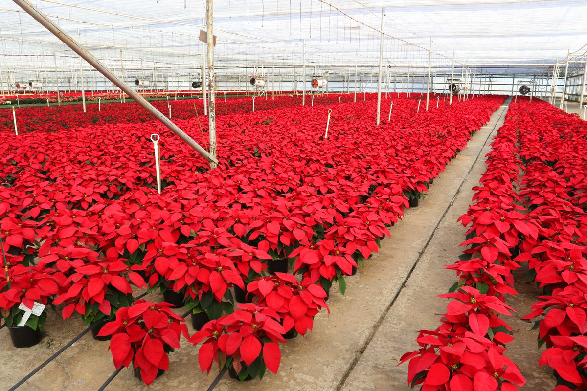 TexasFarmBureau's tweet photo. An East Texas nursery cultivates Christmas cheer with their poinsettias.
Learn more about the festive foliage, including tips on how to care for them, on #TxTableTop: https://t.co/MreGkhv3he https://t.co/XIKilSZVpS