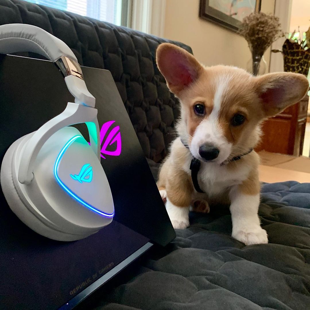 ROG Global on Twitter: "🥰 https://t.co/JfXBQ843jd" / Twitter