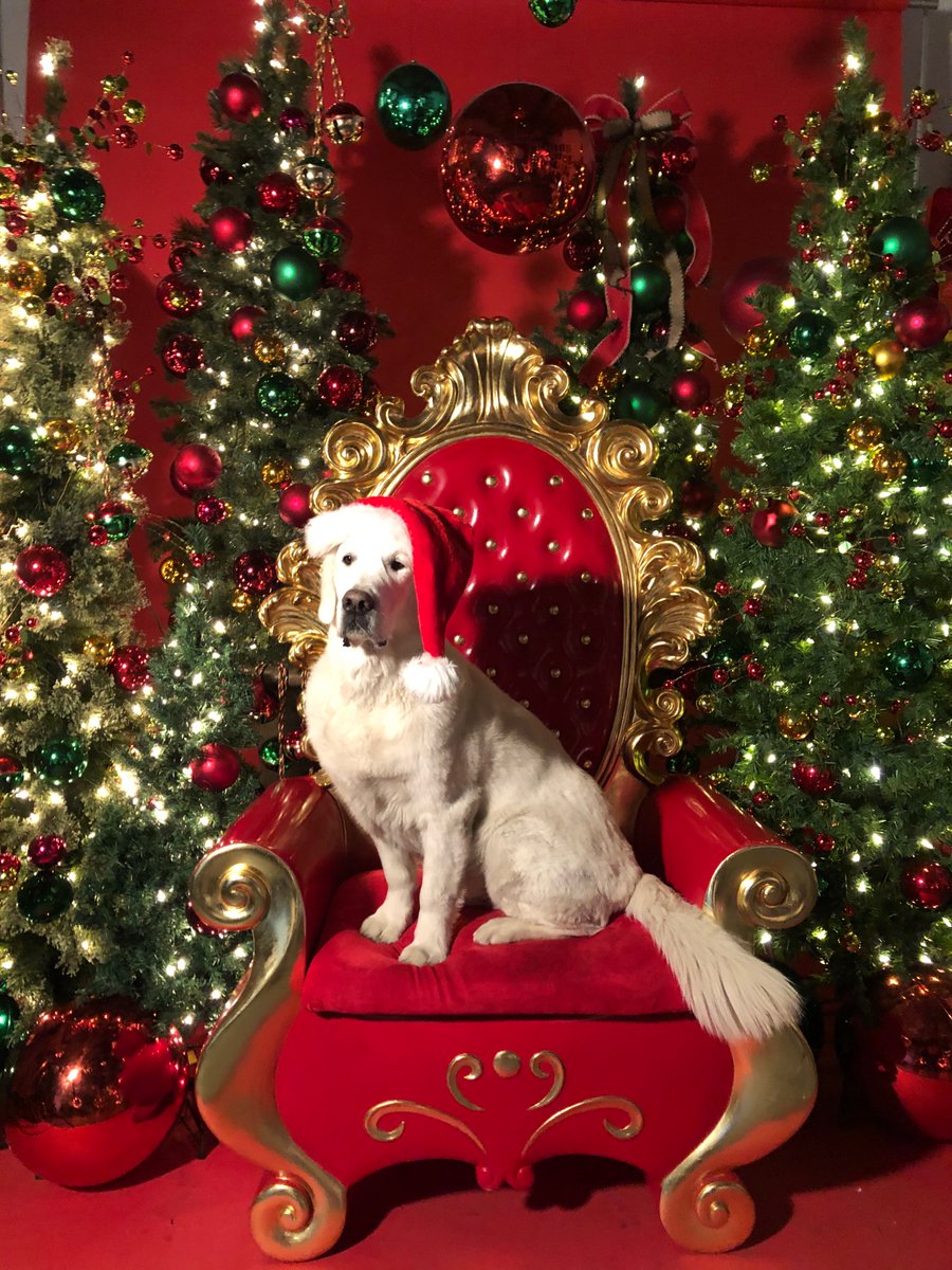 circuitmom's tweet photo. @dog_rates @bestfriends @Trupanion Here's my Rondo! @dog_rates #englishcremegolden #santadog https://t.co/6bjRxRPy6C