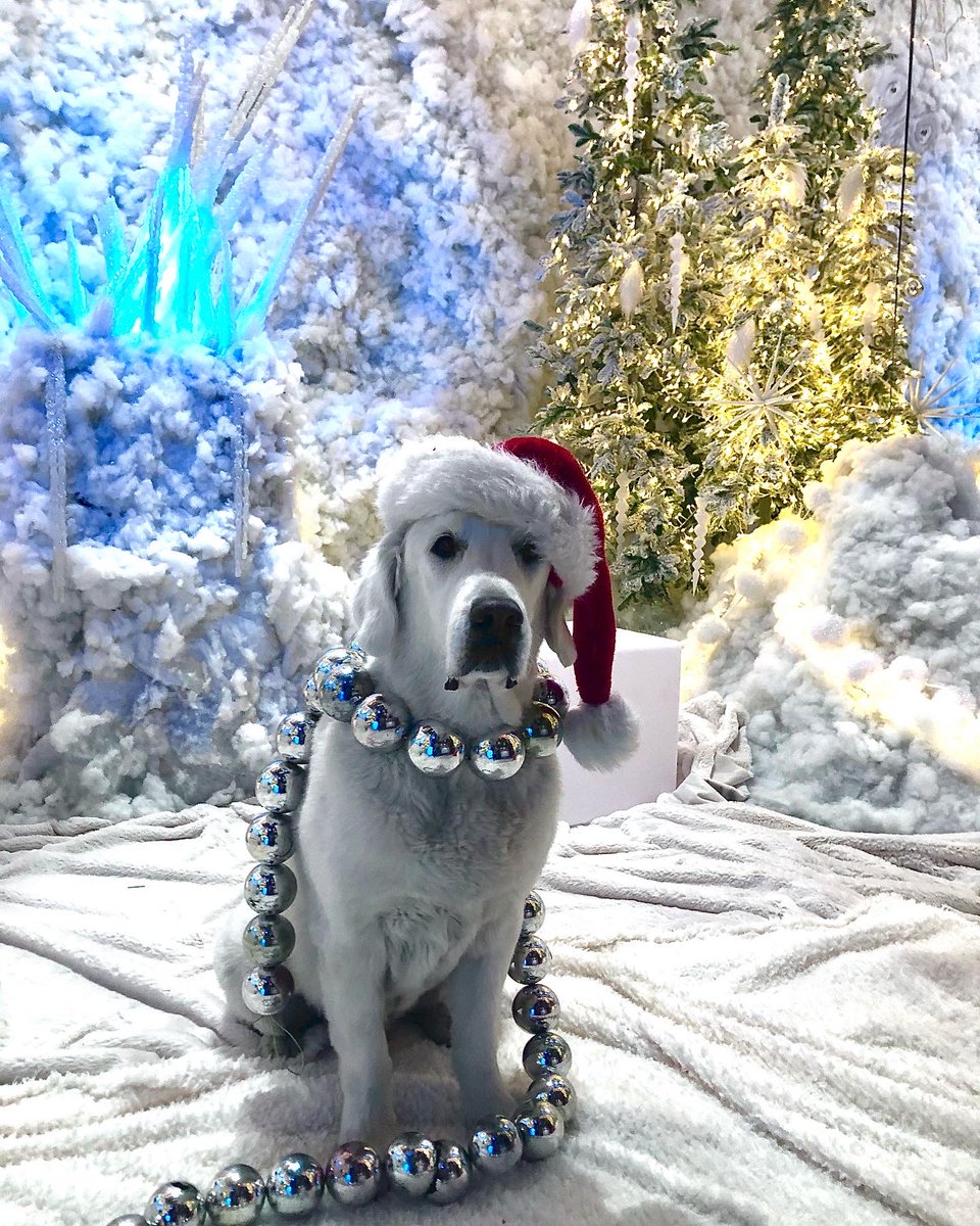 circuitmom's tweet photo. @dog_rates @bestfriends @Trupanion Here's my Rondo! @dog_rates #englishcremegolden #santadog https://t.co/6bjRxRPy6C