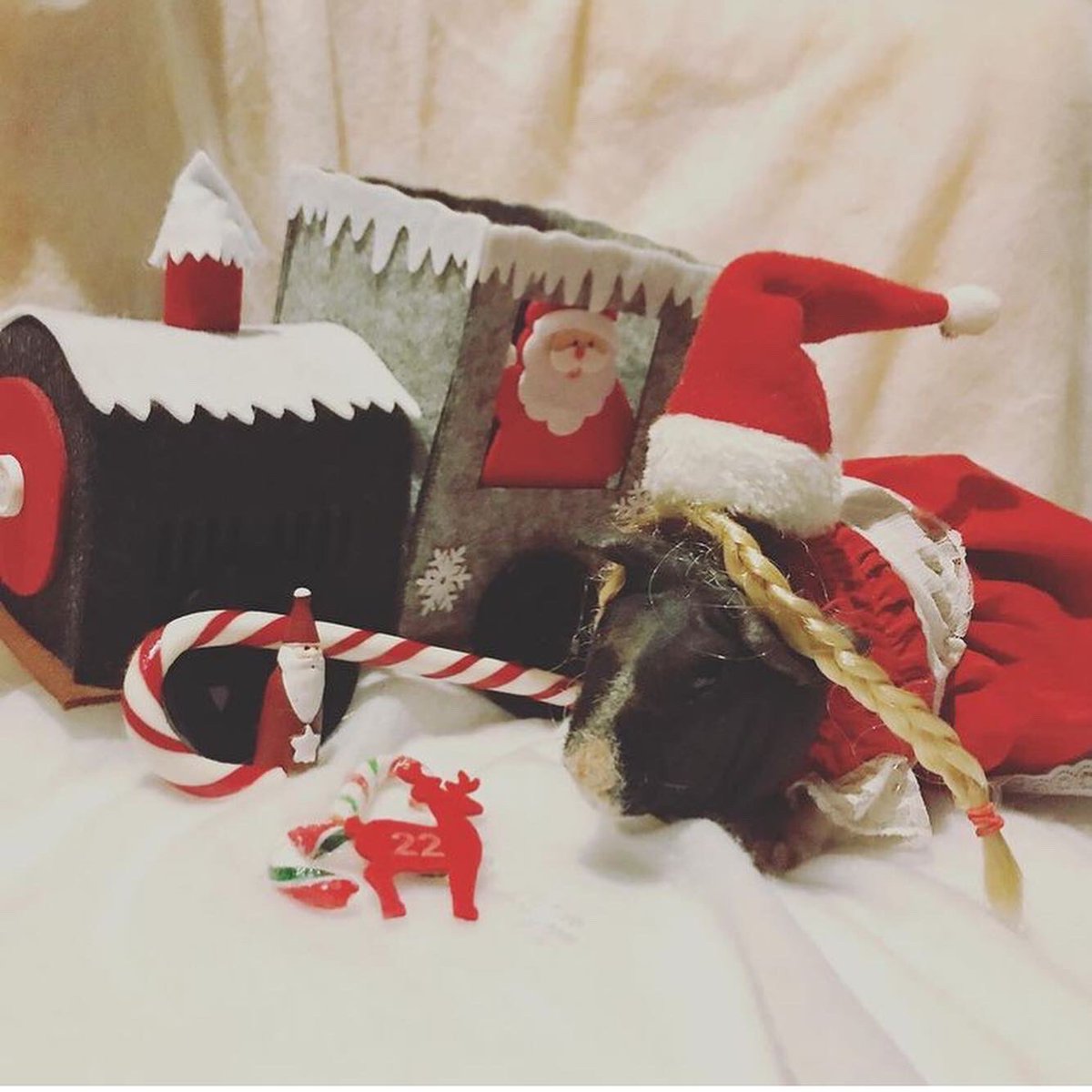 SwaggyZippy's tweet photo. La mère Noël vous a préparée plein de friandises !!! J-3 
#merenoel #mere #mother #mom #sugar #friandises #candy #christmas #christmastime #merrychristmas #joyeuxnoel #guineapig #santaclaus #cochondinde https://t.co/EPrUAKkNDM