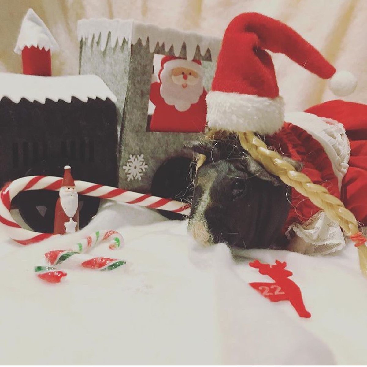 SwaggyZippy's tweet photo. La mère Noël vous a préparée plein de friandises !!! J-3 
#merenoel #mere #mother #mom #sugar #friandises #candy #christmas #christmastime #merrychristmas #joyeuxnoel #guineapig #santaclaus #cochondinde https://t.co/EPrUAKkNDM